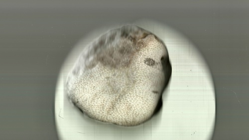 OR poiesis [Petra Kapš]: Molecular psalterion